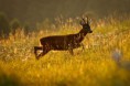 /album/zver/capreolus-capreolus-2-jpg/